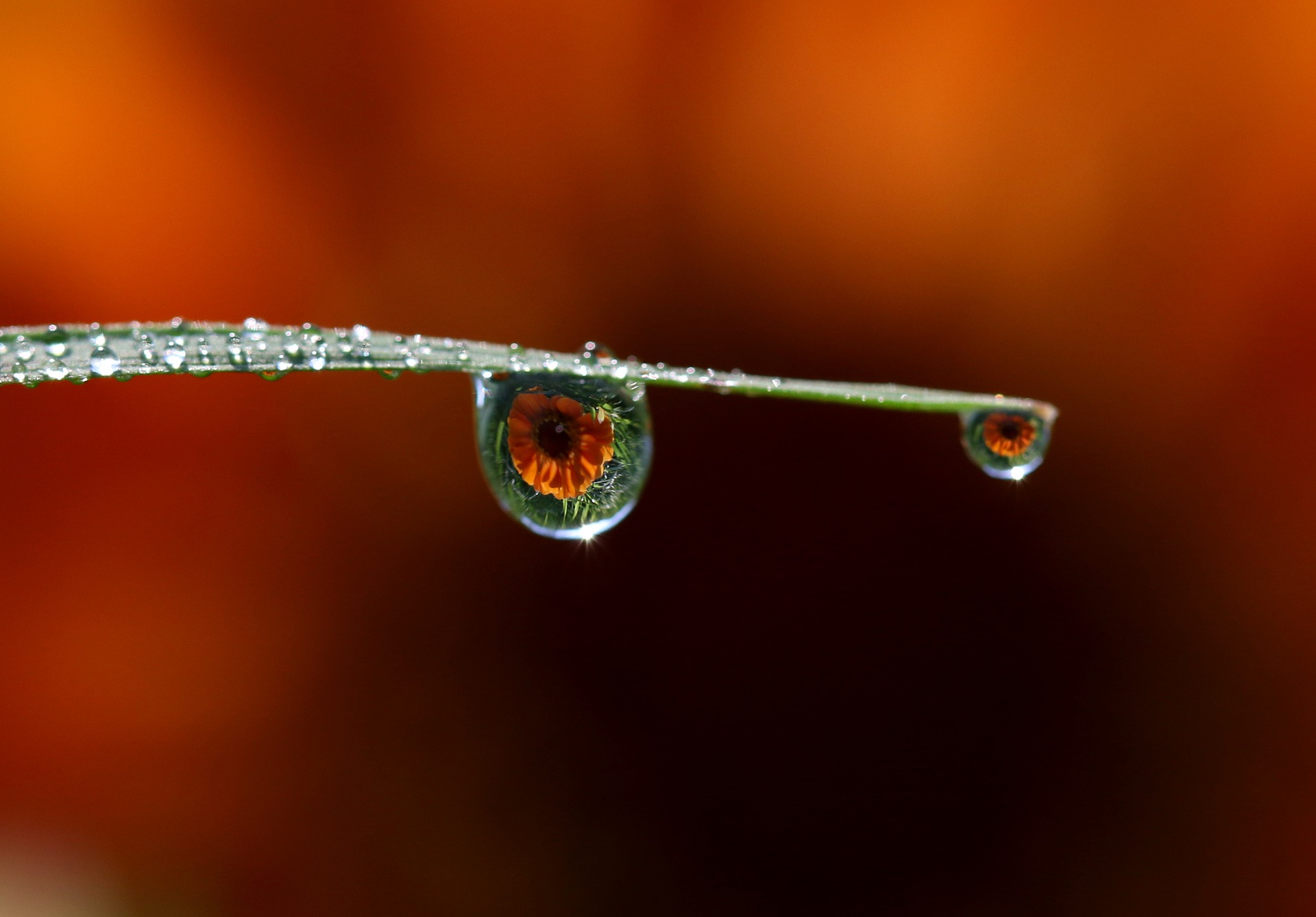 The Dew Drop Flower