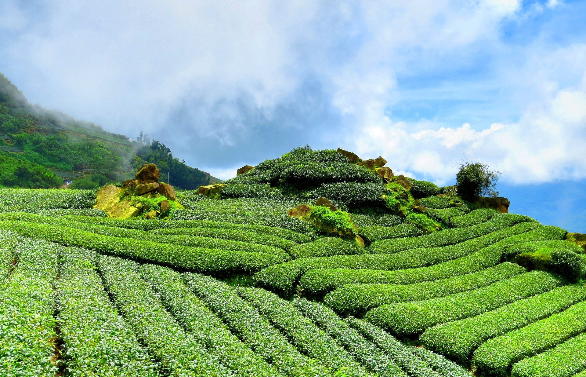 The Tea Garden